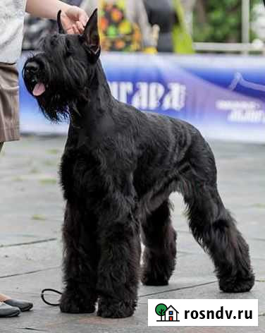 Груминг собак Сафоново - изображение 1