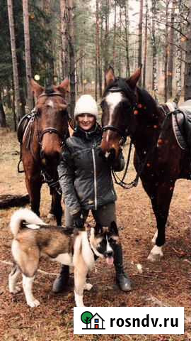 Конные прогулки Ковров - изображение 1