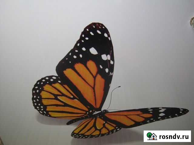 Натяжной потолок Бабочка Барнаул - изображение 1