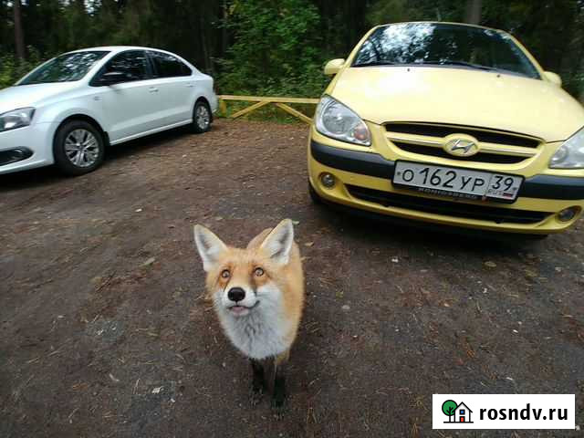 Аренда прокат авто посуточно (малый расход) Калининград - изображение 1