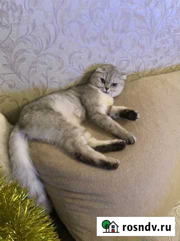 Вязка котов шотландских Одинцово - изображение 1