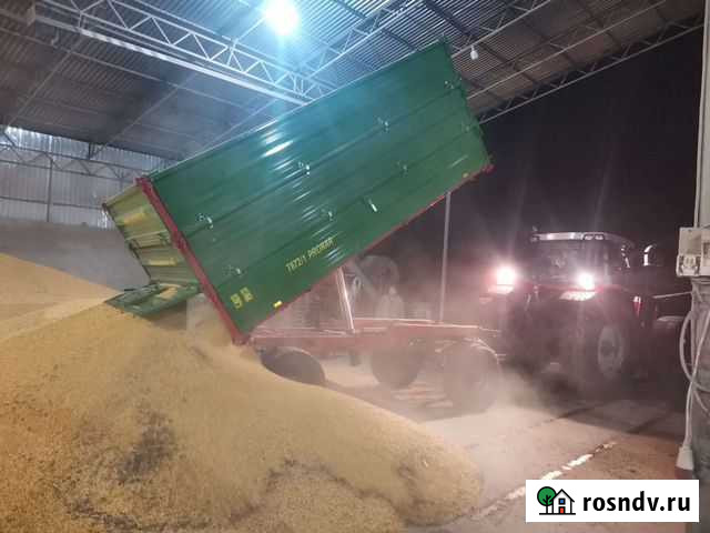 Сушка кукурузы Упорная - изображение 1