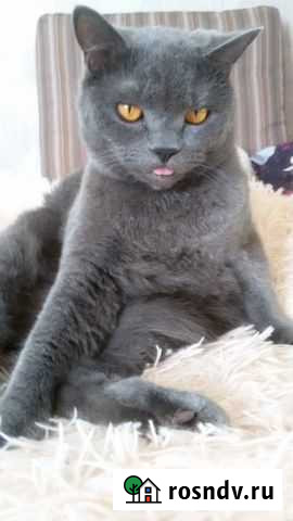 Передержка животных Петропавловск-Камчатский - изображение 1