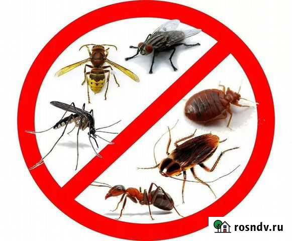 Дезинсекция тараканы Воронеж - изображение 1