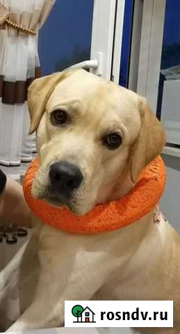 Лабрадор для вязки Славгород - изображение 1