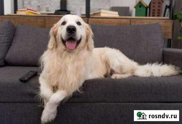 Передержка собак Калининград - изображение 1