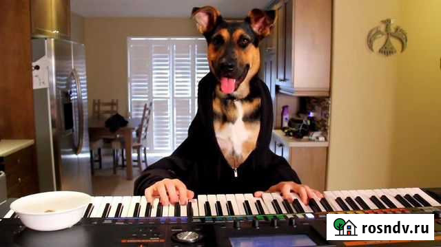 Онлайн обучение музыке, игре на пианино с нуля Санкт-Петербург - изображение 1