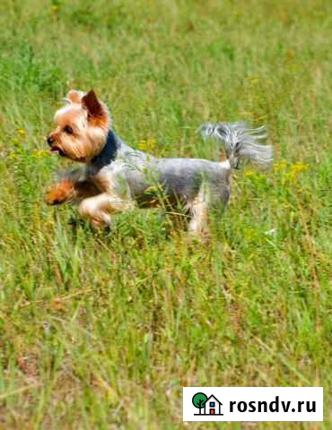 Вязка собаки Астрахань - изображение 1