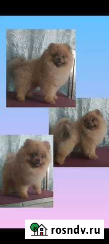 Стрижка собак Владикавказ - изображение 1