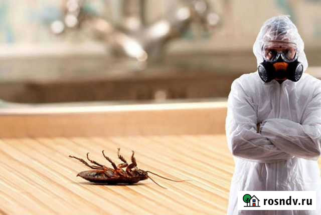 Уничтожение дезинсекция клопов блох тараканов Ростов-на-Дону - изображение 1