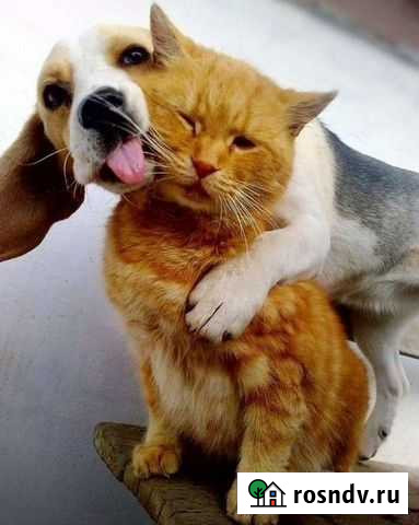 Стерилизация Петропавловск-Камчатский - изображение 1