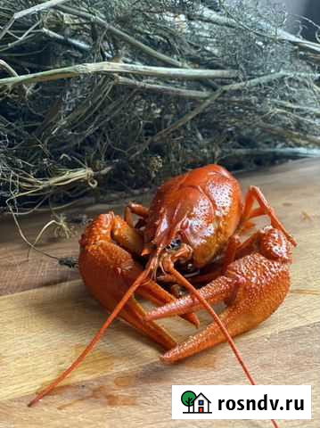 Раки живые и вареные/креветки Ростов-на-Дону - изображение 1