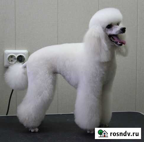 Стрижка собак профессионалом с большим опытом Хабаровск - изображение 1