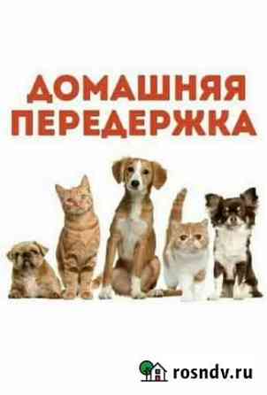 Передержка животных Иваново