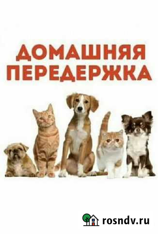 Передержка животных Иваново - изображение 1