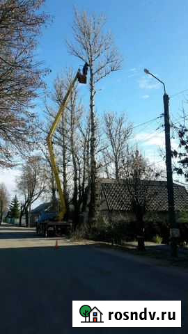Удаления деревьев Боровск - изображение 1