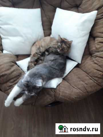 Передержка домашних любимцев Красноярск - изображение 1