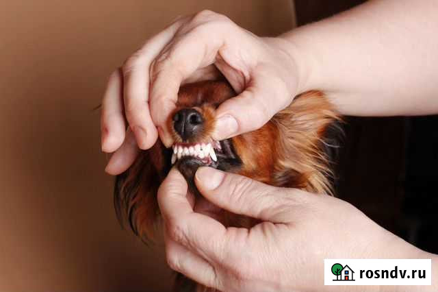 Голливудская улыбочка вашему любимчику Махнево - изображение 1