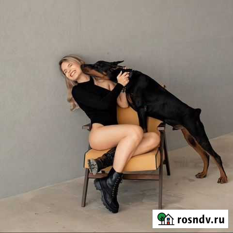 Доберман для фотосессий Курск - изображение 1