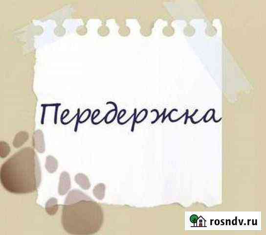 Передержка грызунов, птиц в домашних условиях Брянск