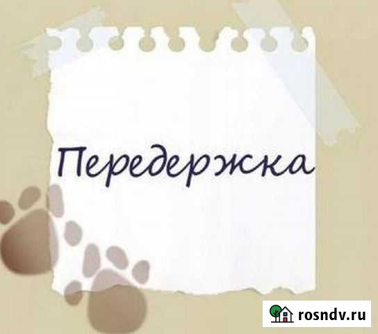 Передержка грызунов, птиц в домашних условиях Брянск - изображение 1