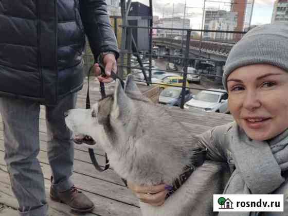 Передержка собак Хабаровск