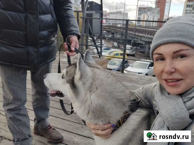 Передержка собак Хабаровск - изображение 1