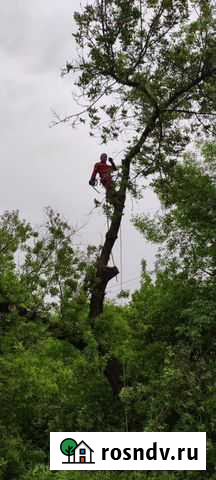 Валка, кронирование, спил деревьев. Очистка участк Якшур-Бодья - изображение 1