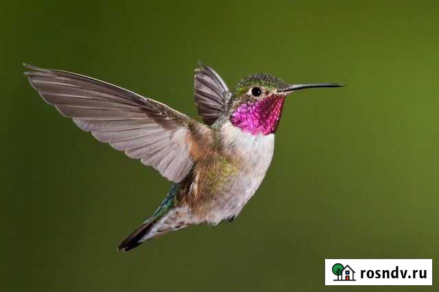 Курьер Ростов-на-Дону - изображение 1