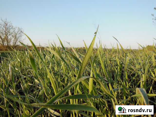 Покос травы, спил деревьев Железногорск - изображение 1