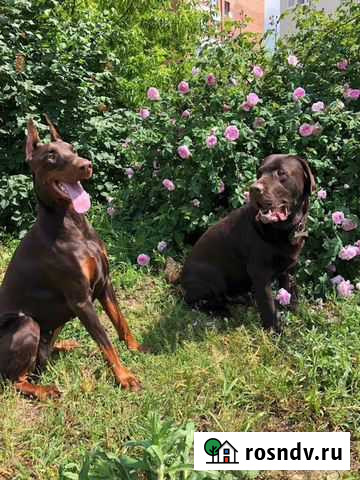 Фотосессия с собакой Тольятти - изображение 1