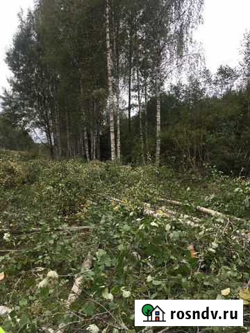 Дрова бесплатно самовывоз Плюсса - изображение 1