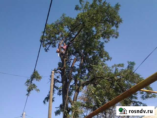 Обрезка деревьев,виноградников.Удаление Шахты - изображение 1