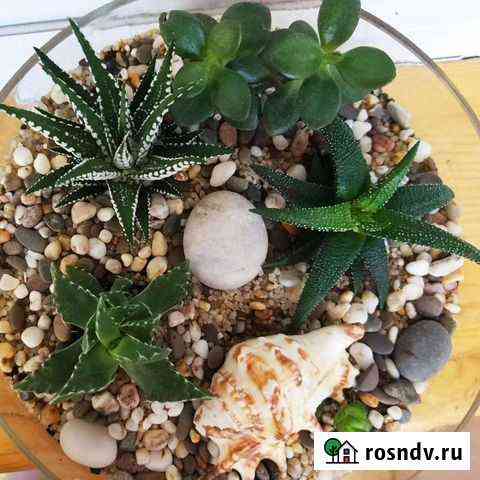 Флорариумы Балабаново