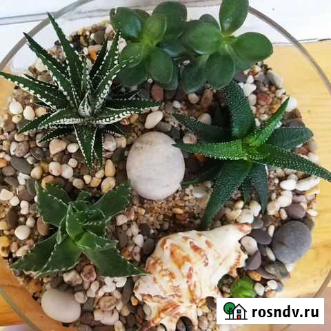 Флорариумы Балабаново - изображение 1