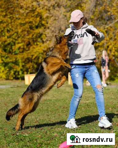 Дрессировка собак Верхняя Пышма - изображение 1