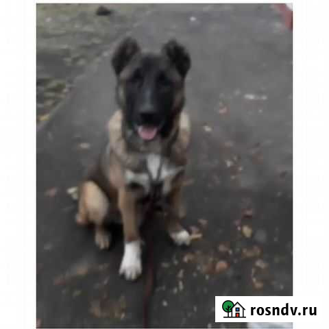 Профессиональная дрессировка собак Владикавказ - изображение 1