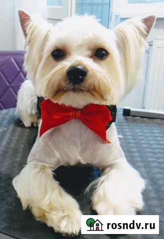 Вязка Мурино - изображение 1