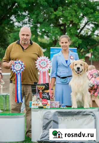 Дрессировка собак, Хендлер, Подготовка к выставкам Казань - изображение 1
