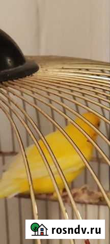 Кенара и канарейки Москва - изображение 1