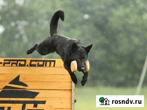 Дрессировка собак, выезд на дом Королев - изображение 1