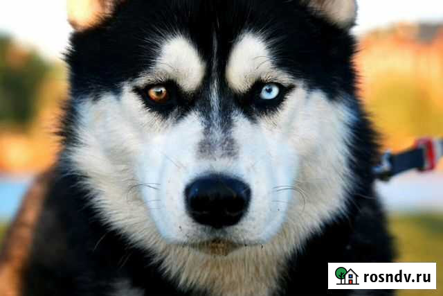 Шикарный кобель ищет подругу Сургут - изображение 1