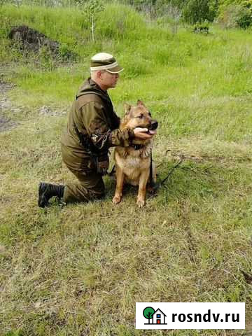 Услуги кинолога Набережные Челны - изображение 1