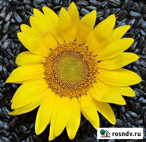 Переработка подсолнечника Горшечное - изображение 1