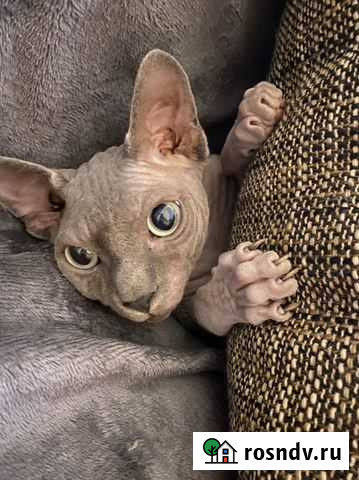 Канадский сфинкс вязка Славянск-на-Кубани - изображение 1