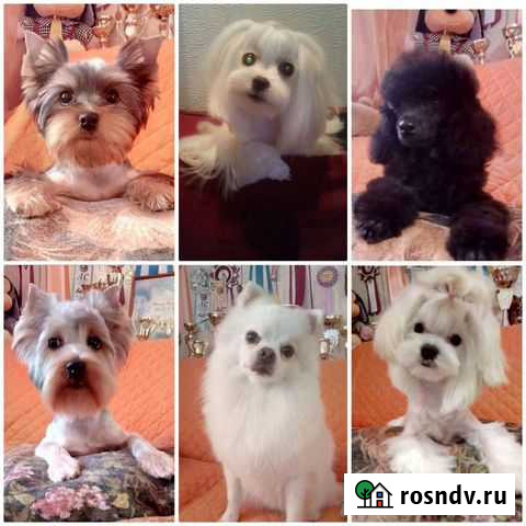 Стрижка,чистка зубов собак мелких пород стаж более Братск - изображение 1