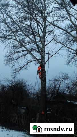 Снос деревьев Курск - изображение 1