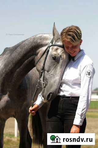 Заездка и тренинг лошадей Краснодар - изображение 1