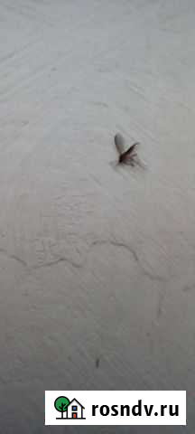 Машка Русская Поляна - изображение 1