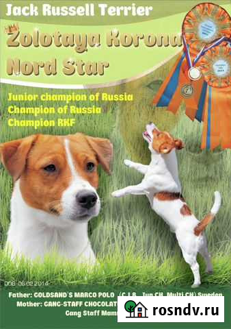 Джек рассел терьер для вязки Челябинск - изображение 1